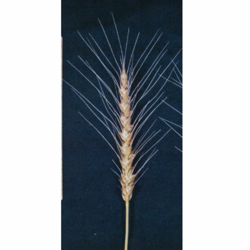 品種登録迅速化総合電子化システム