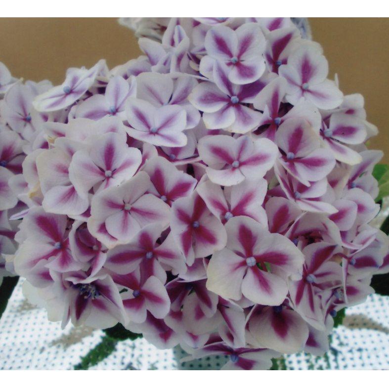 品種登録迅速化総合電子化システム