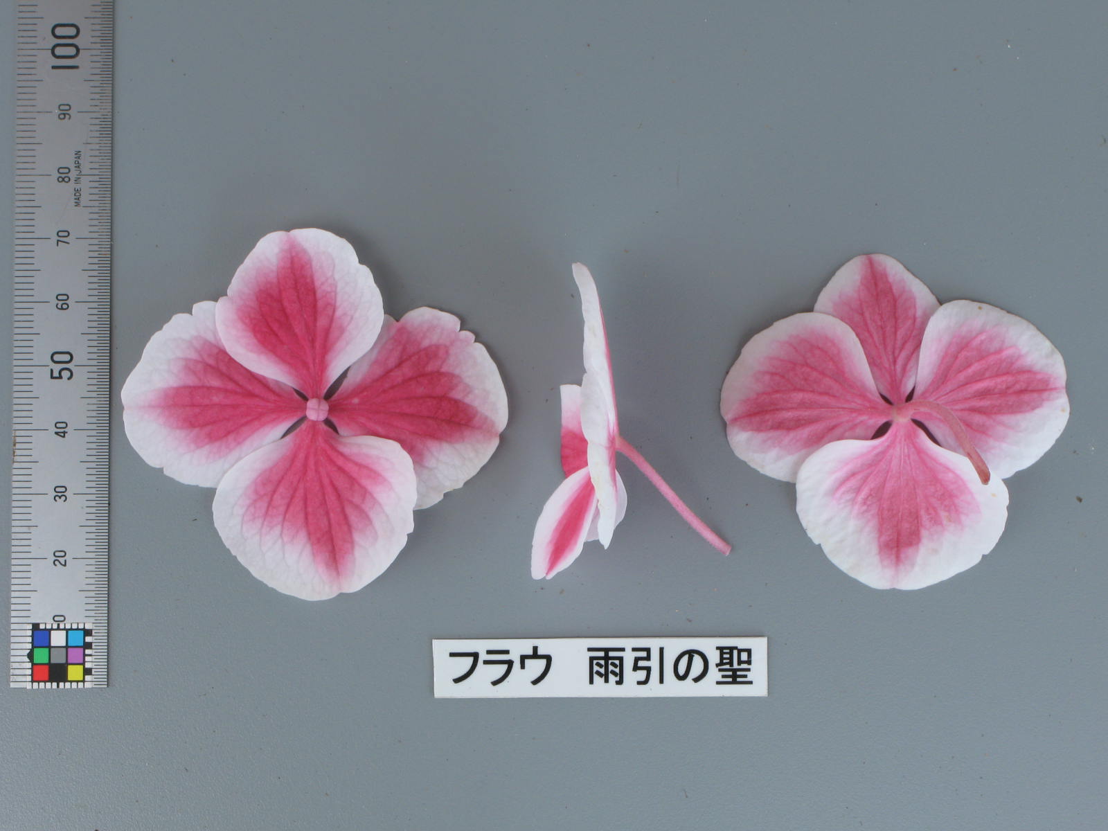 品種登録迅速化総合電子化システム