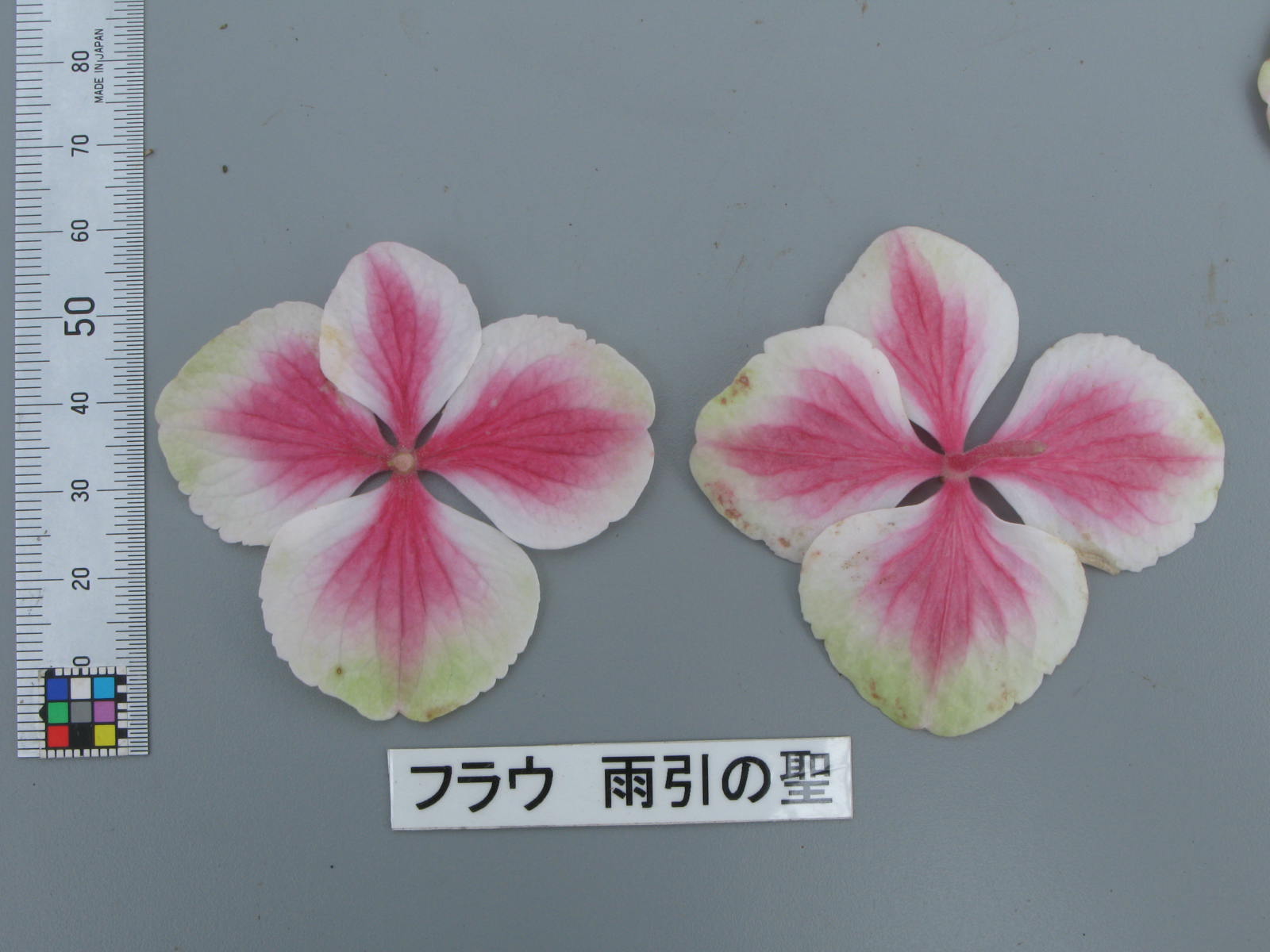 品種登録迅速化総合電子化システム