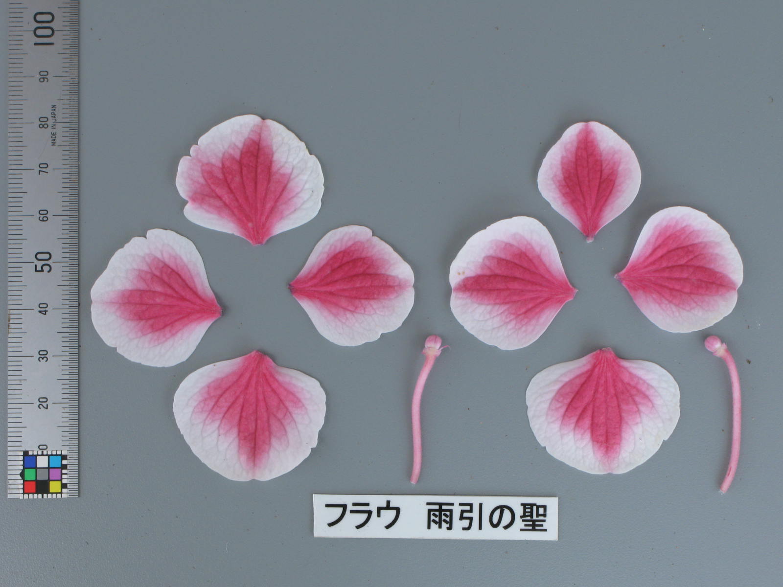 品種登録迅速化総合電子化システム