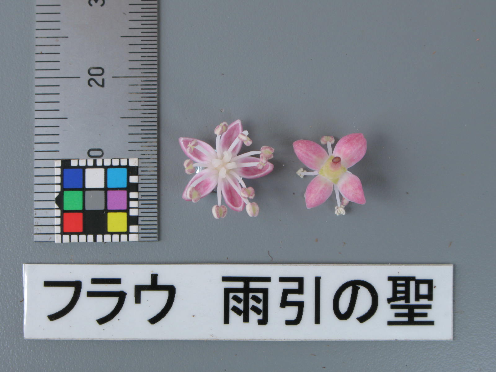 品種登録迅速化総合電子化システム