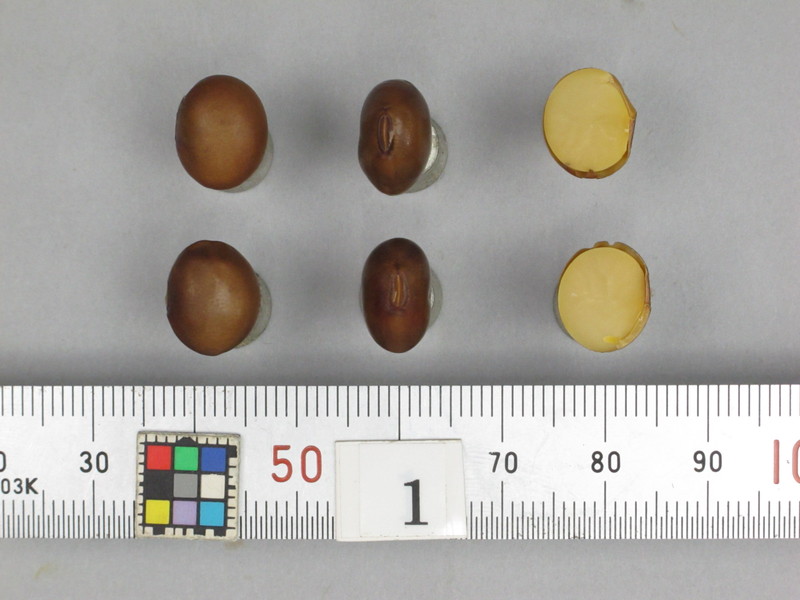 品種登録迅速化総合電子化システム