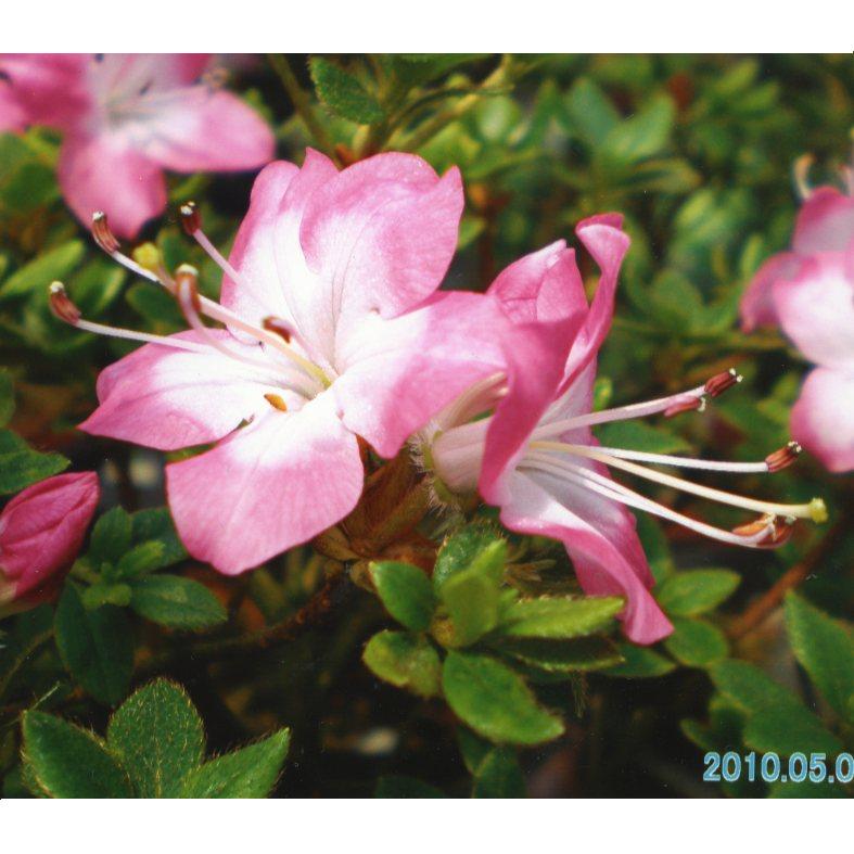 品種登録迅速化総合電子化システム