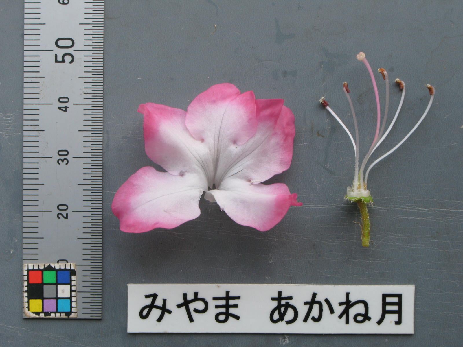 品種登録迅速化総合電子化システム