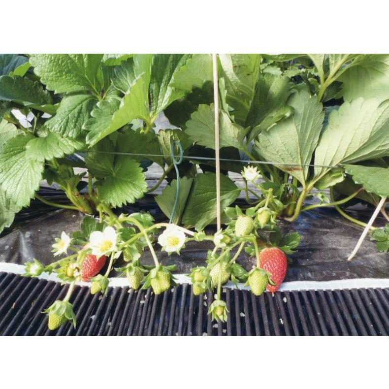 品種登録迅速化総合電子化システム