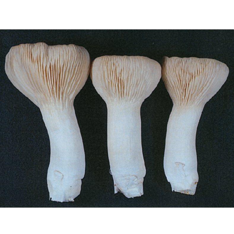 品種登録迅速化総合電子化システム