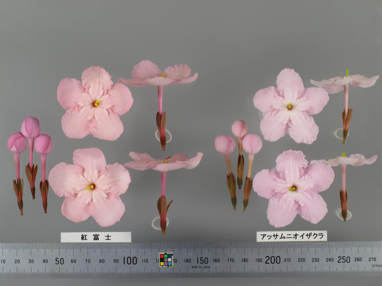 9 山採り ミツバツツジ p 様専用 山採り ミツバツツジ 【公式通販】