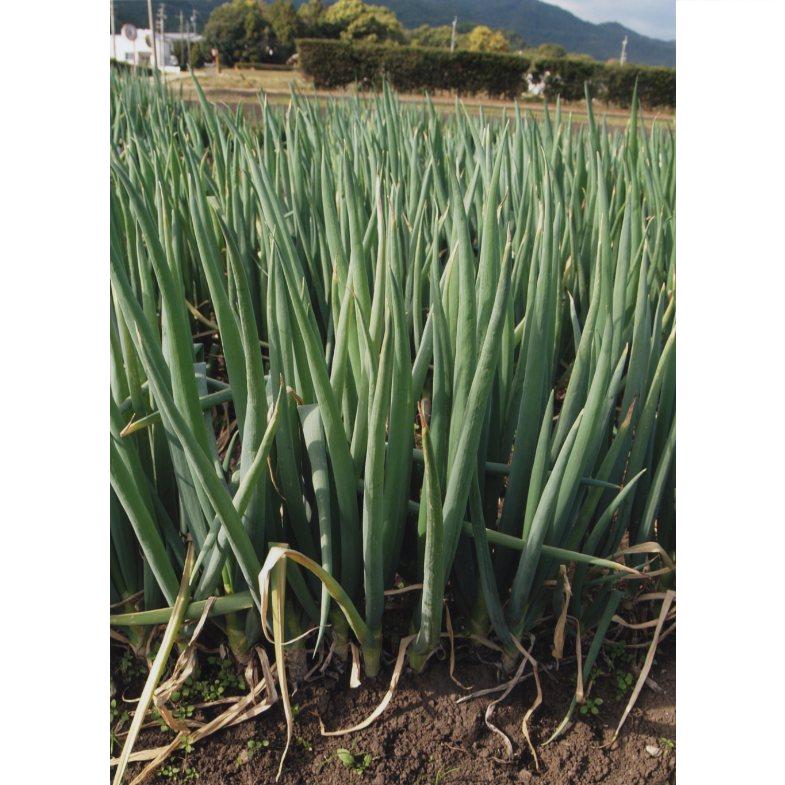 新版図集 野菜栽培の基礎知識』鈴木芳夫編著、鮎沢義夫 - 田舎の