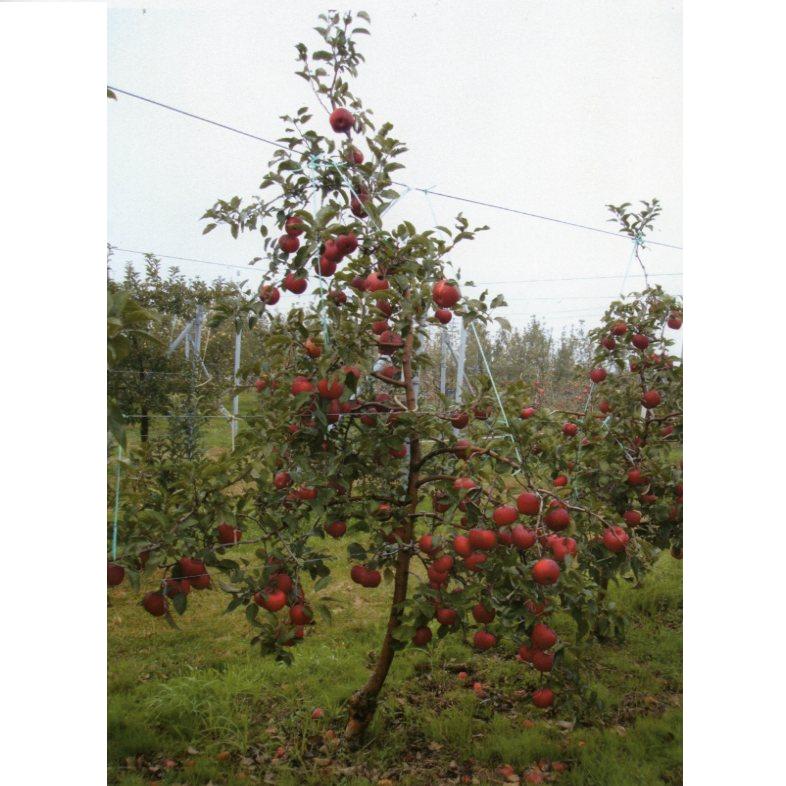 品種登録迅速化総合電子化システム