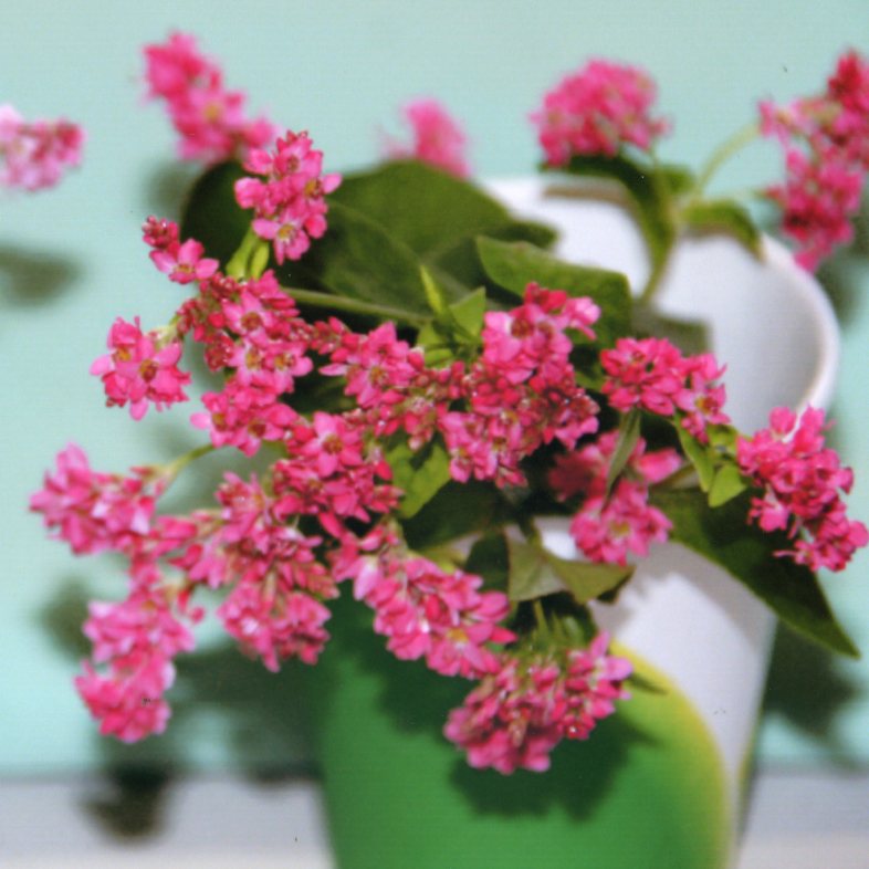 品種登録迅速化総合電子化システム