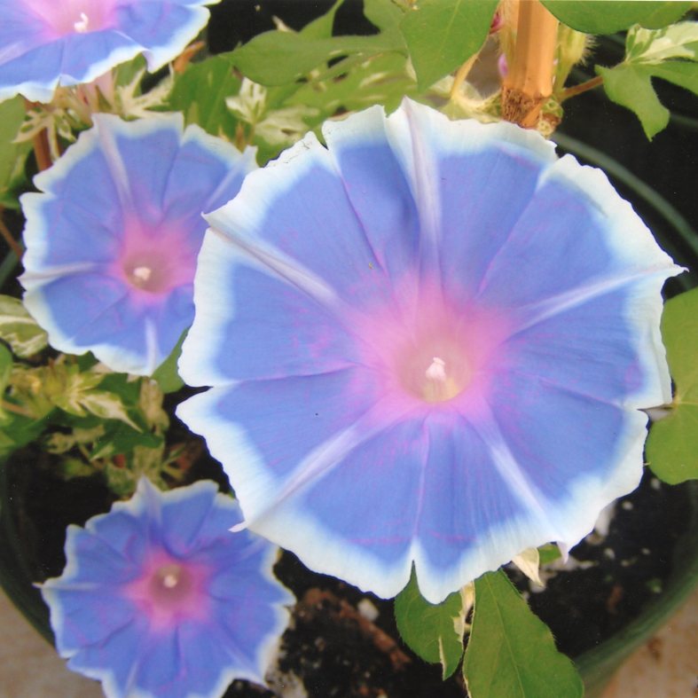 品種登録迅速化総合電子化システム