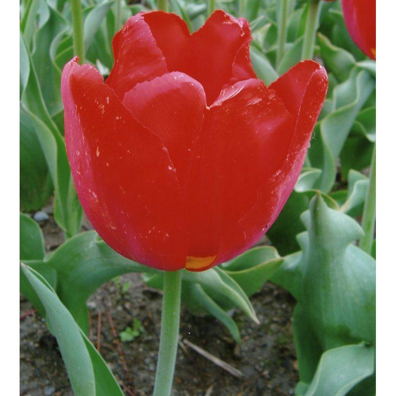 品種登録迅速化総合電子化システム