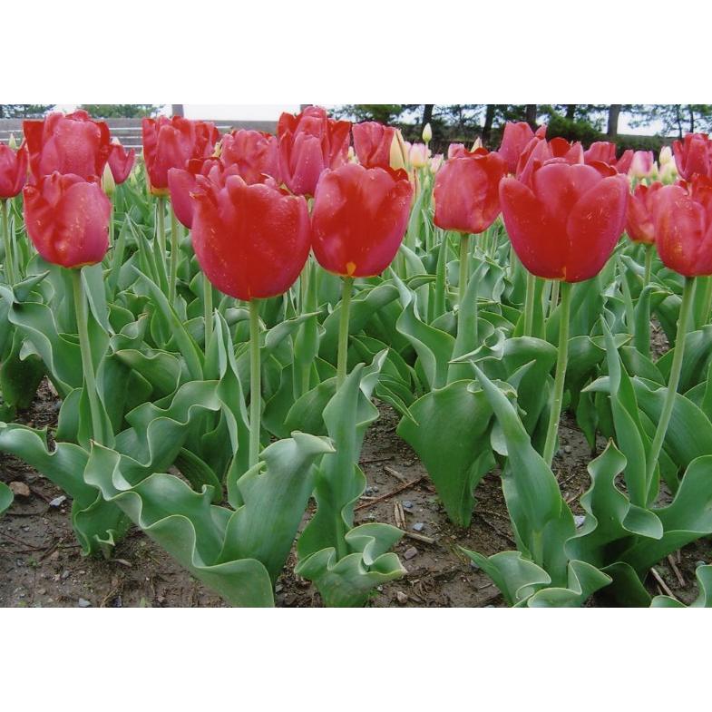 チューリップ 銚子ビールオリジナルチューリップグラス – 銚子ビール Choshi Cheers