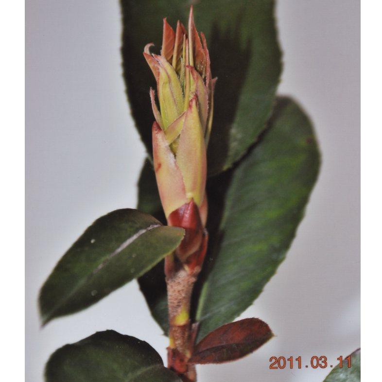 品種登録迅速化総合電子化システム