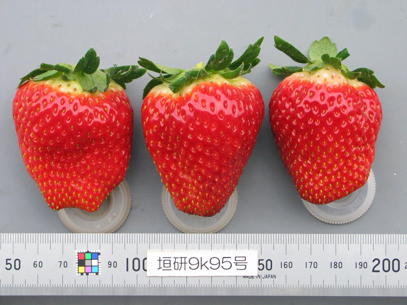 品種登録迅速化総合電子化システム