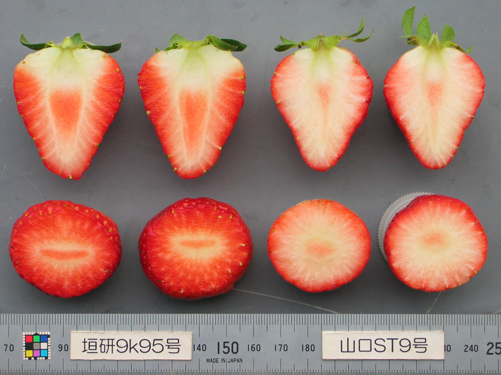 イチゴ様確認用 品種登録迅速化総合電子化システム