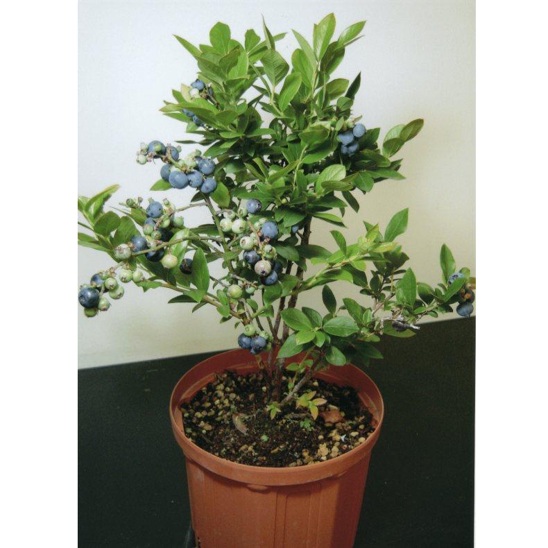 品種登録迅速化総合電子化システム