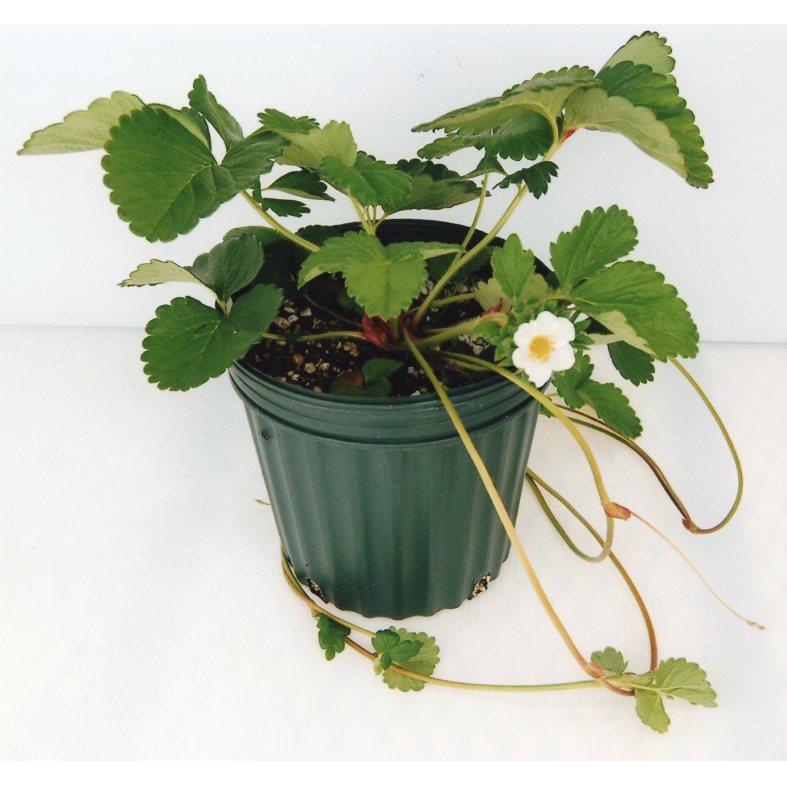 品種登録迅速化総合電子化システム