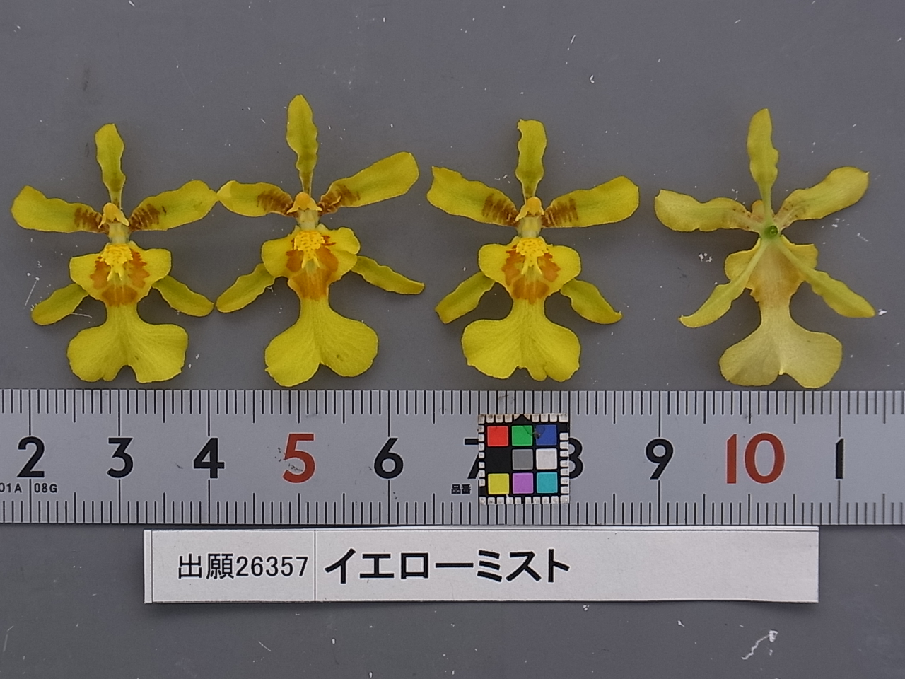 品種登録迅速化総合電子化システム