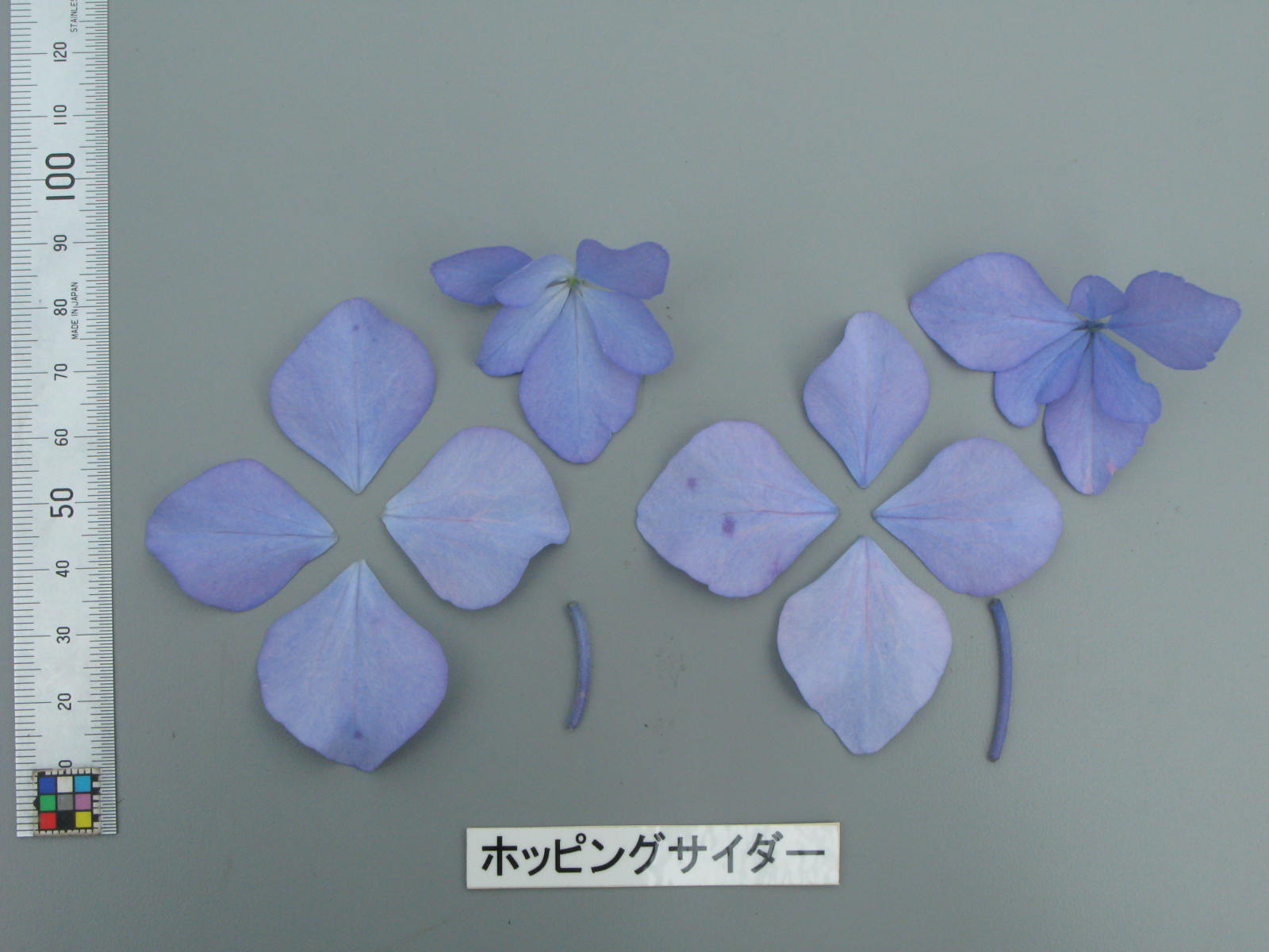 あじさい様用 1196401.jpg