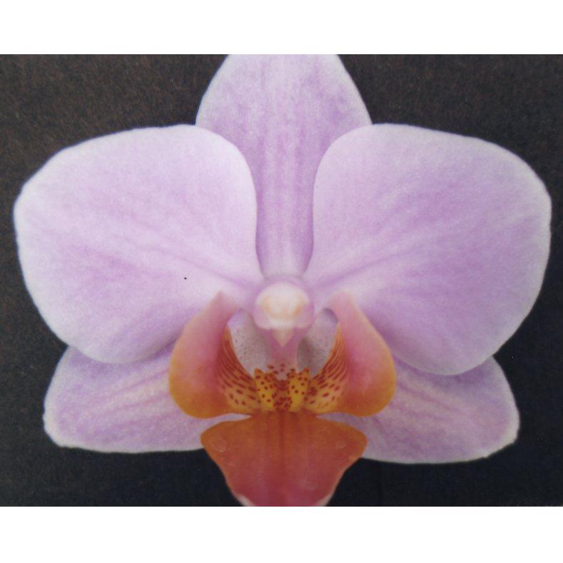 品種登録迅速化総合電子化システム