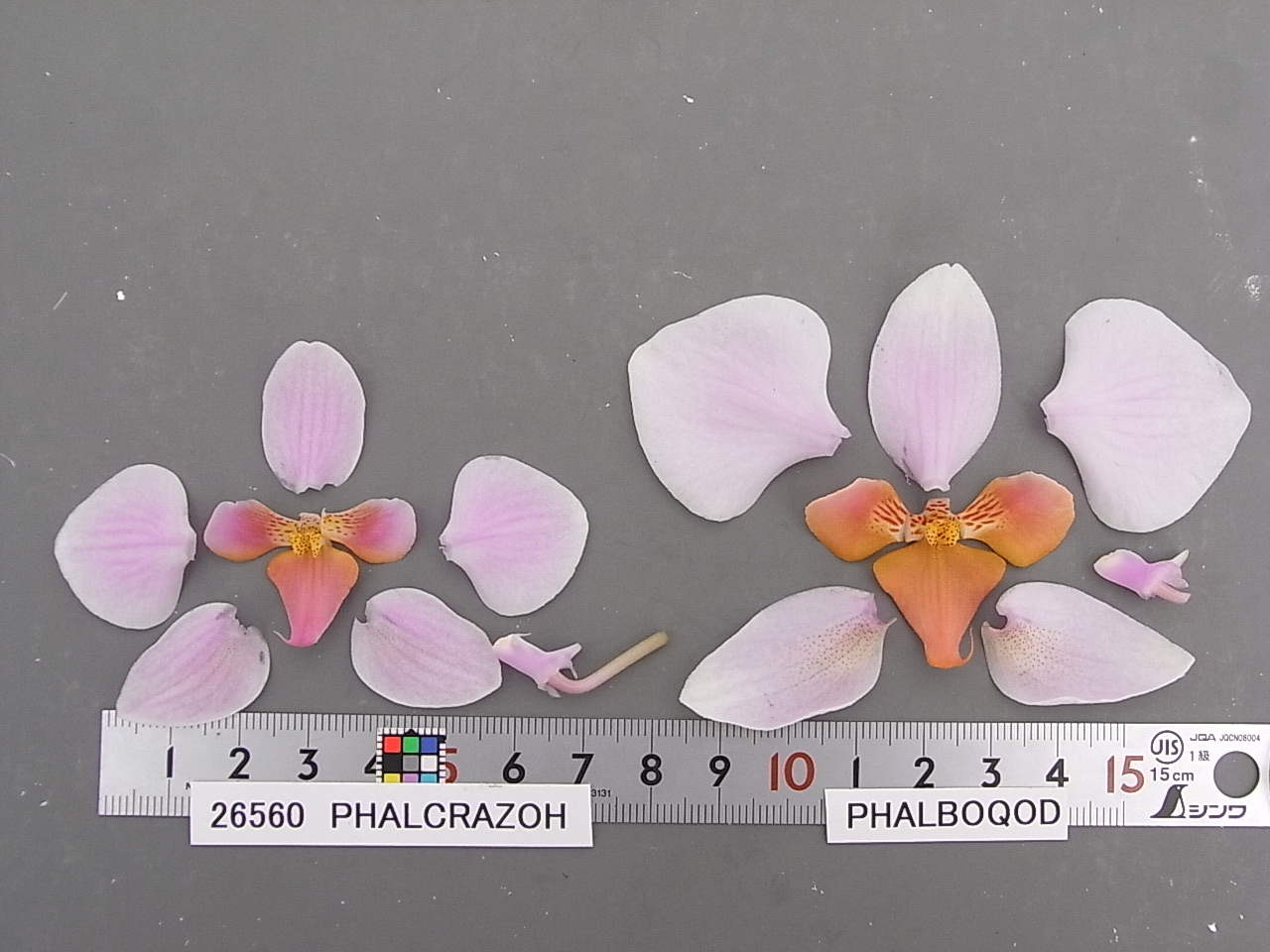 品種登録迅速化総合電子化システム
