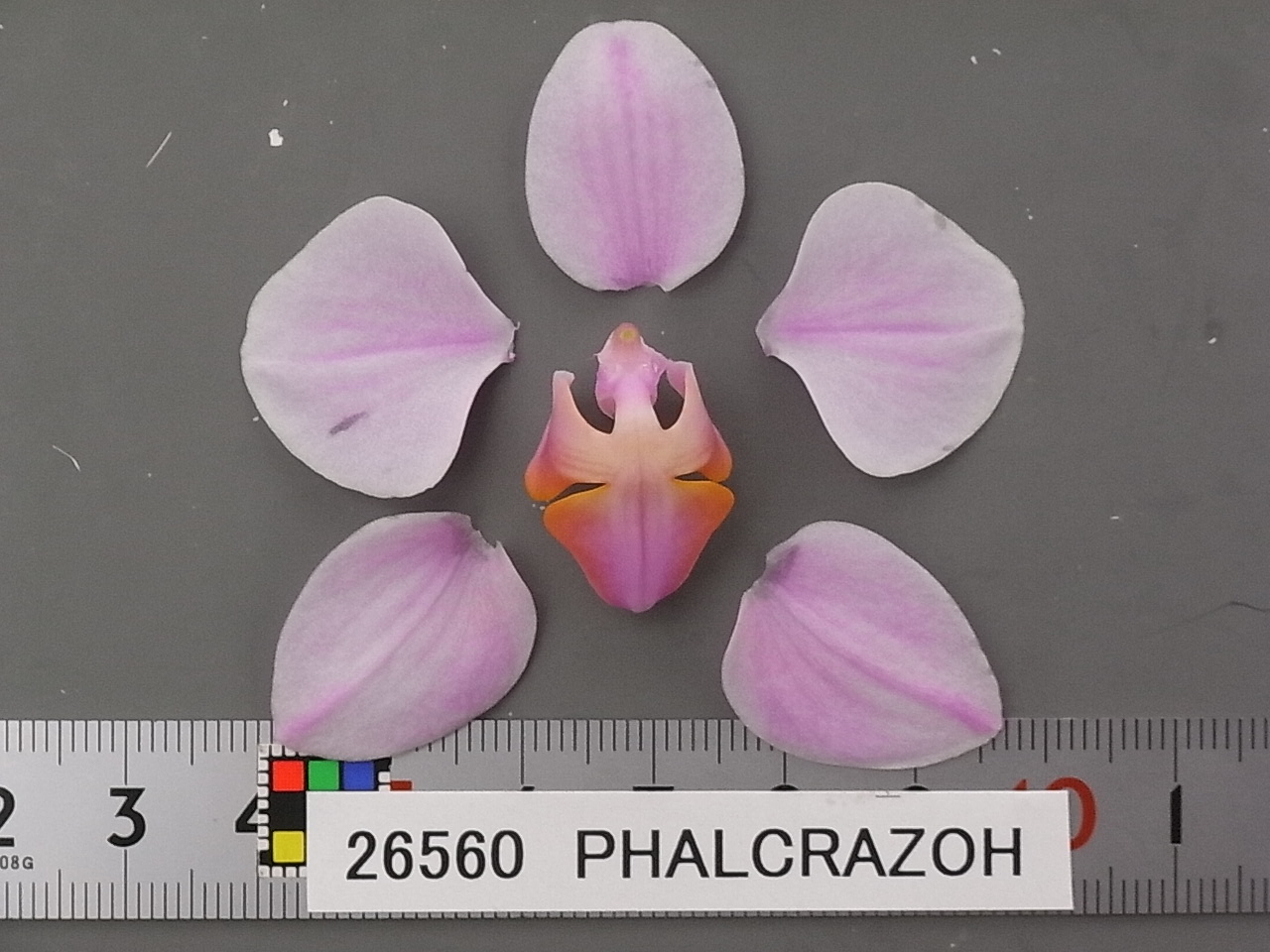 品種登録迅速化総合電子化システム