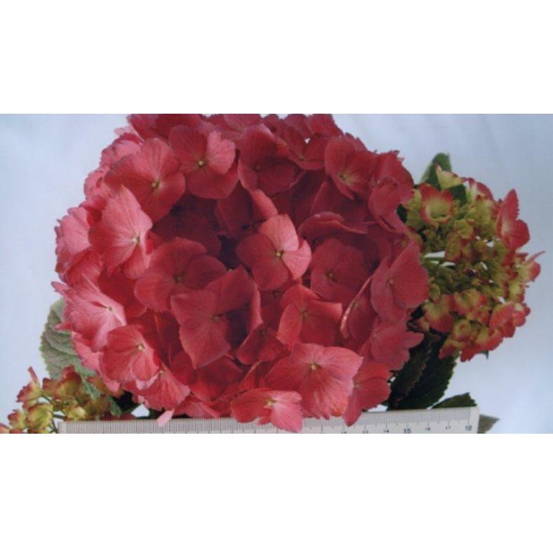 エルテ　『ブロッサム アンブレラ』 ファイン チャイナ　1990年　署名入り 迷わない！なくさない！自分の傘がすぐ分かる「お名前入りアンブレラ