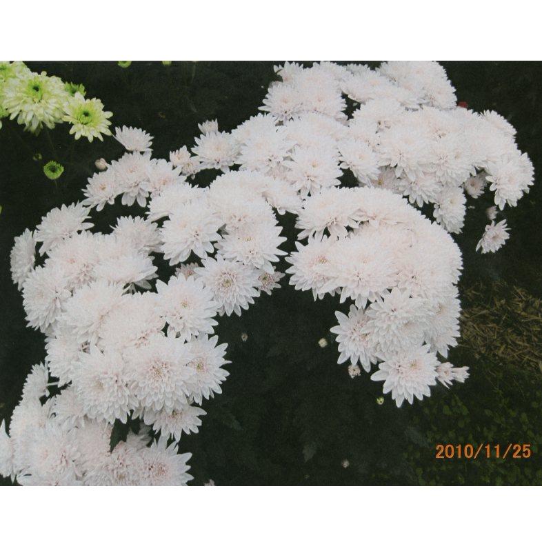 品種登録迅速化総合電子化システム