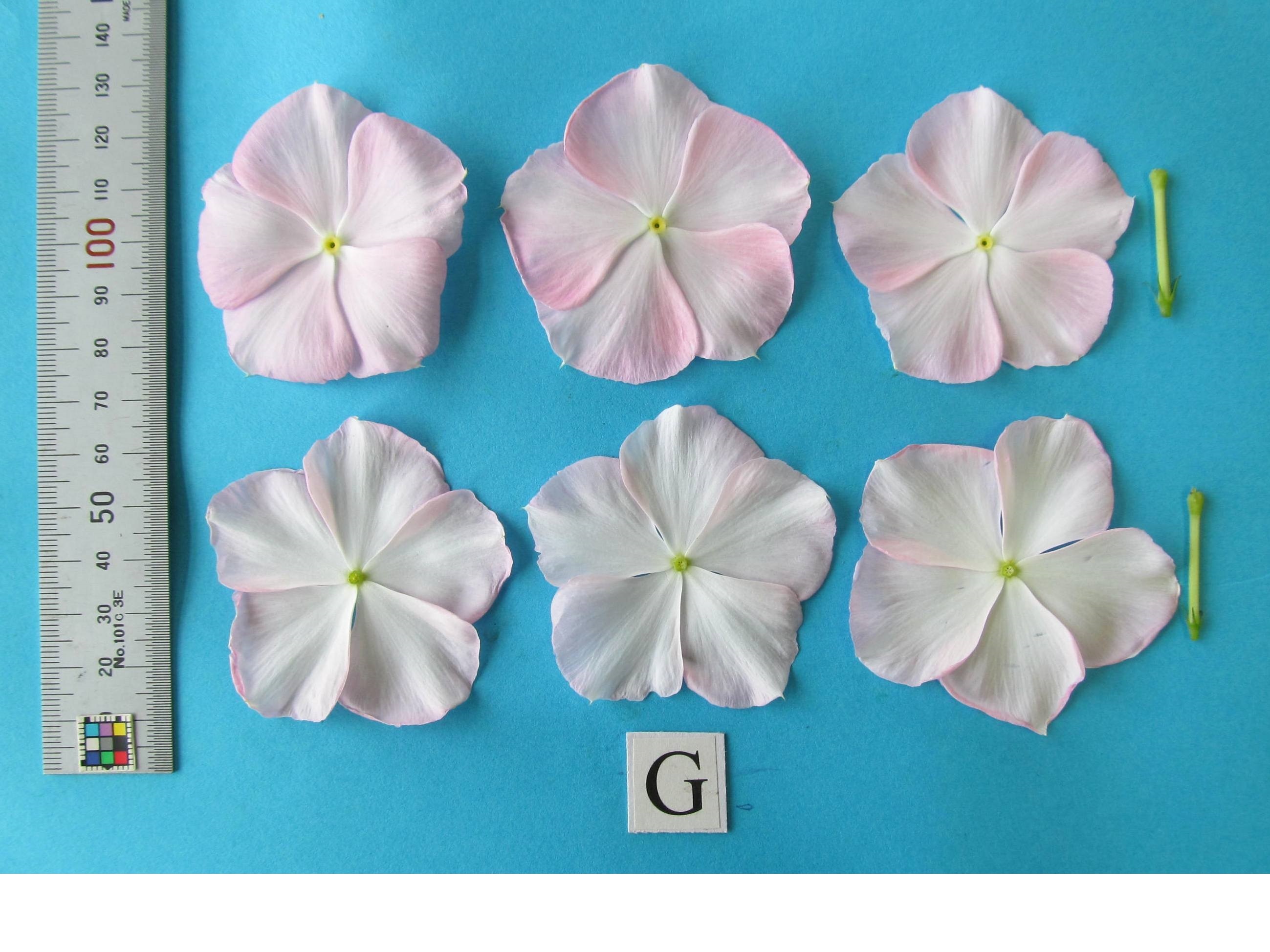 品種登録迅速化総合電子化システム