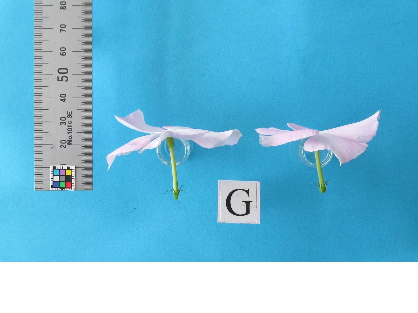 品種登録迅速化総合電子化システム