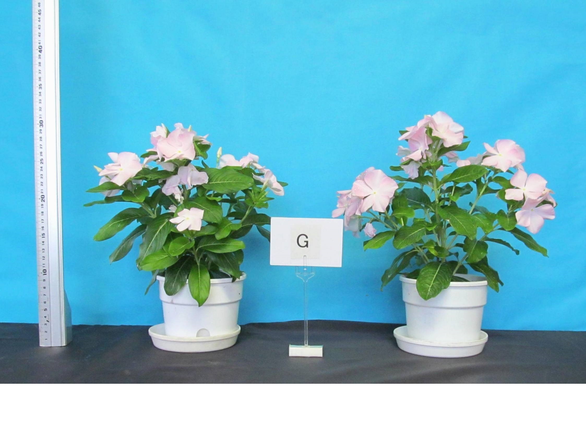 品種登録迅速化総合電子化システム