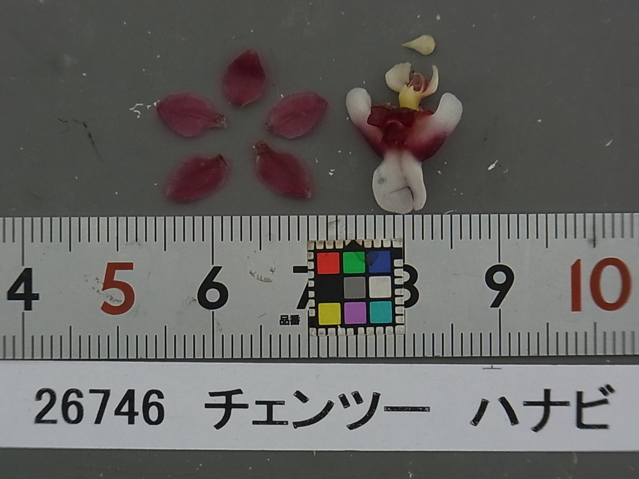 ま〜まれぇど sp2種 hqdefault.jpg