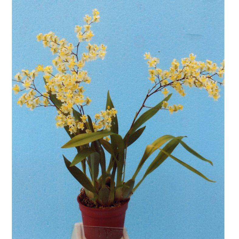 品種登録迅速化総合電子化システム