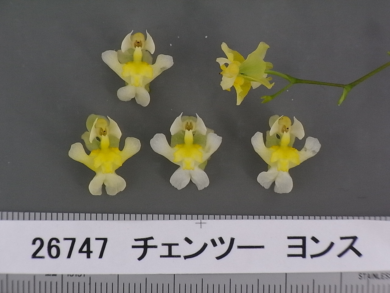 品種登録迅速化総合電子化システム