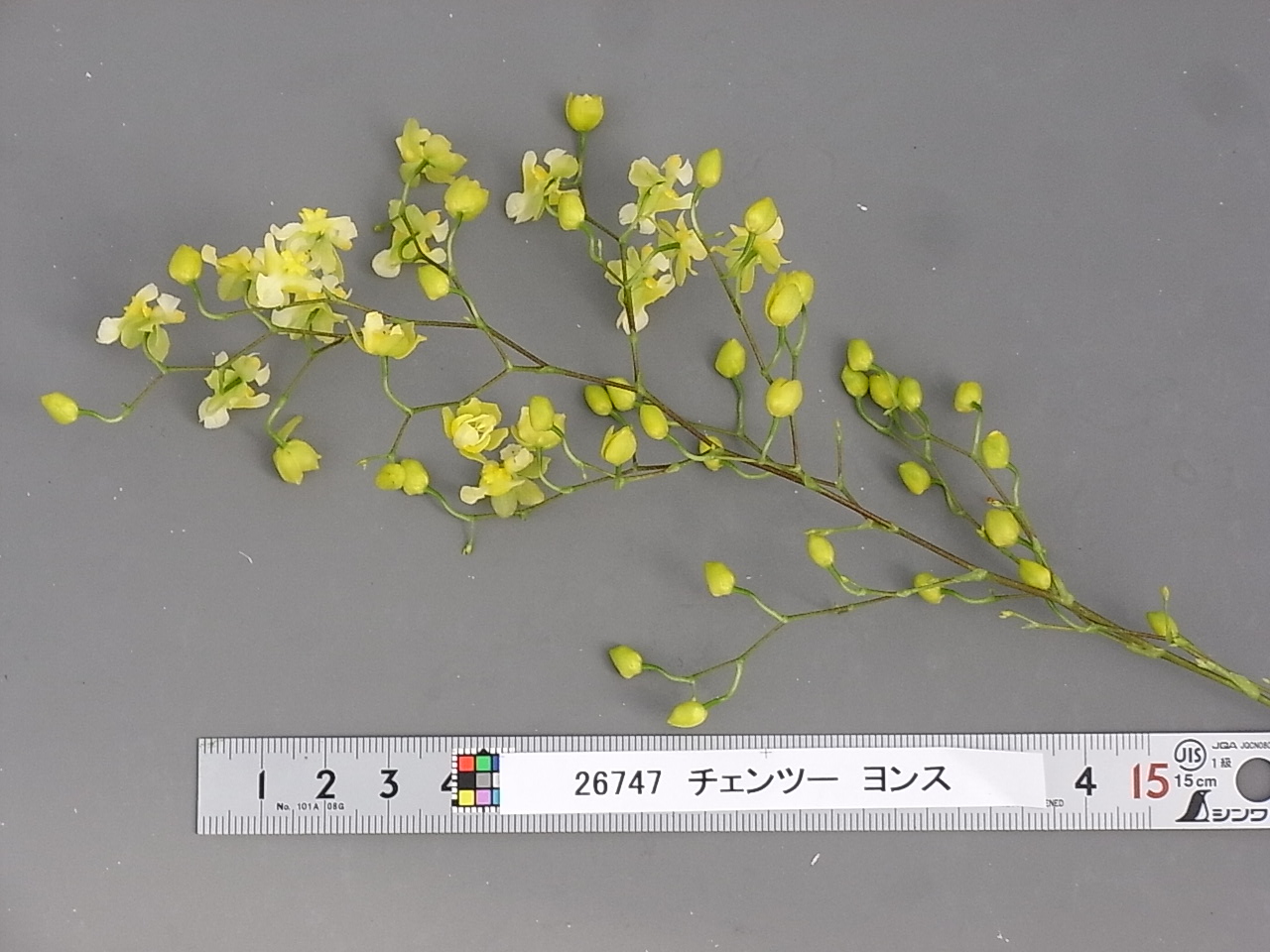 品種名　確認中 新車 20 KAWASAKI Ninja ZX-25R SE KRT EDITION はとや(HATOYA