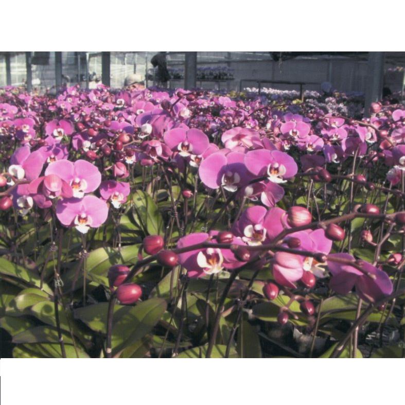 品種登録迅速化総合電子化システム