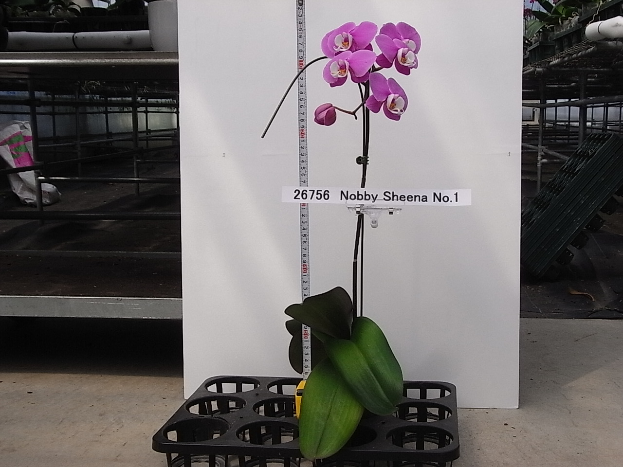 品種登録迅速化総合電子化システム