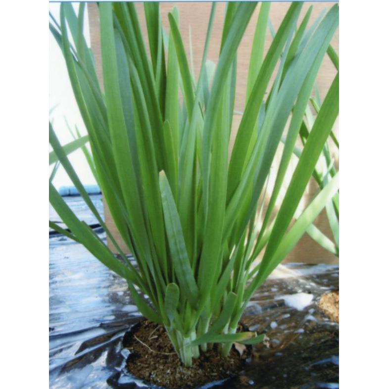 品種登録迅速化総合電子化システム