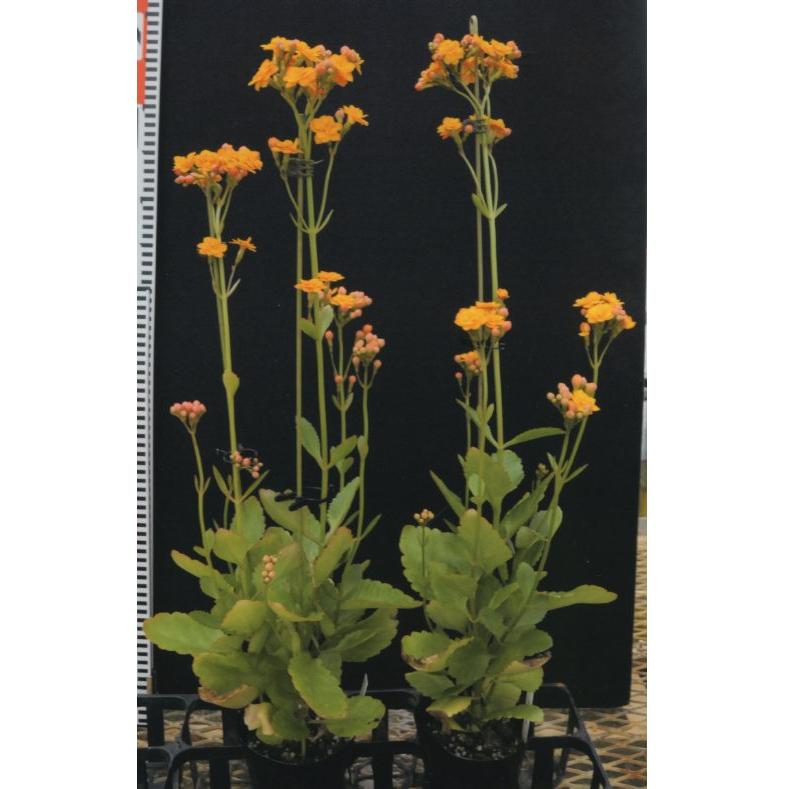 原種ラン図鑑 Species Orchidacearum Amazon.co.jp: 原種ラン図鑑 Species Orchidacearum 1解説編 Texts 2