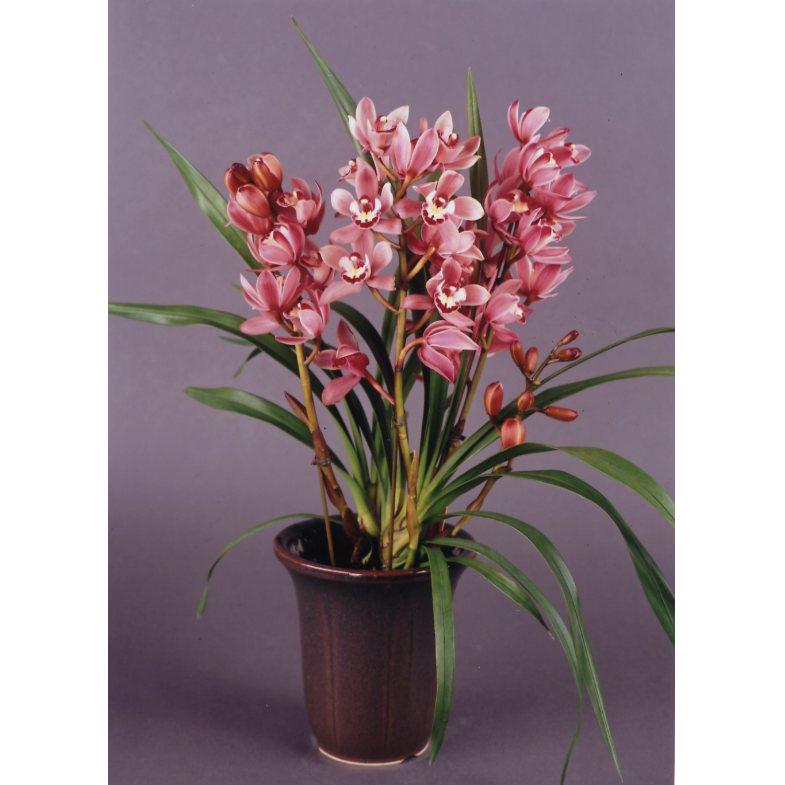 品種登録迅速化総合電子化システム