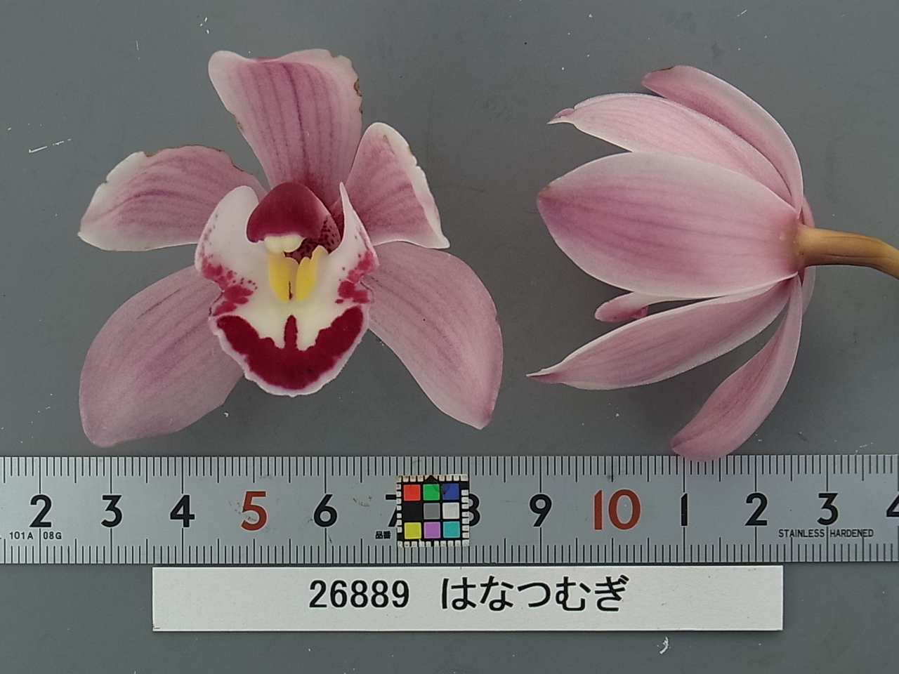 品種登録迅速化総合電子化システム