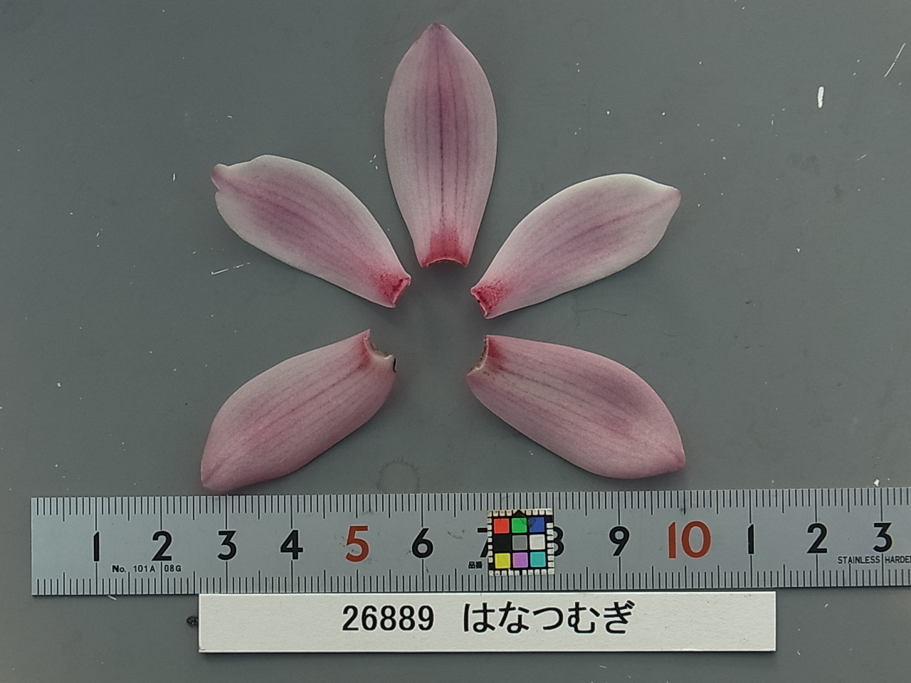 品種登録迅速化総合電子化システム