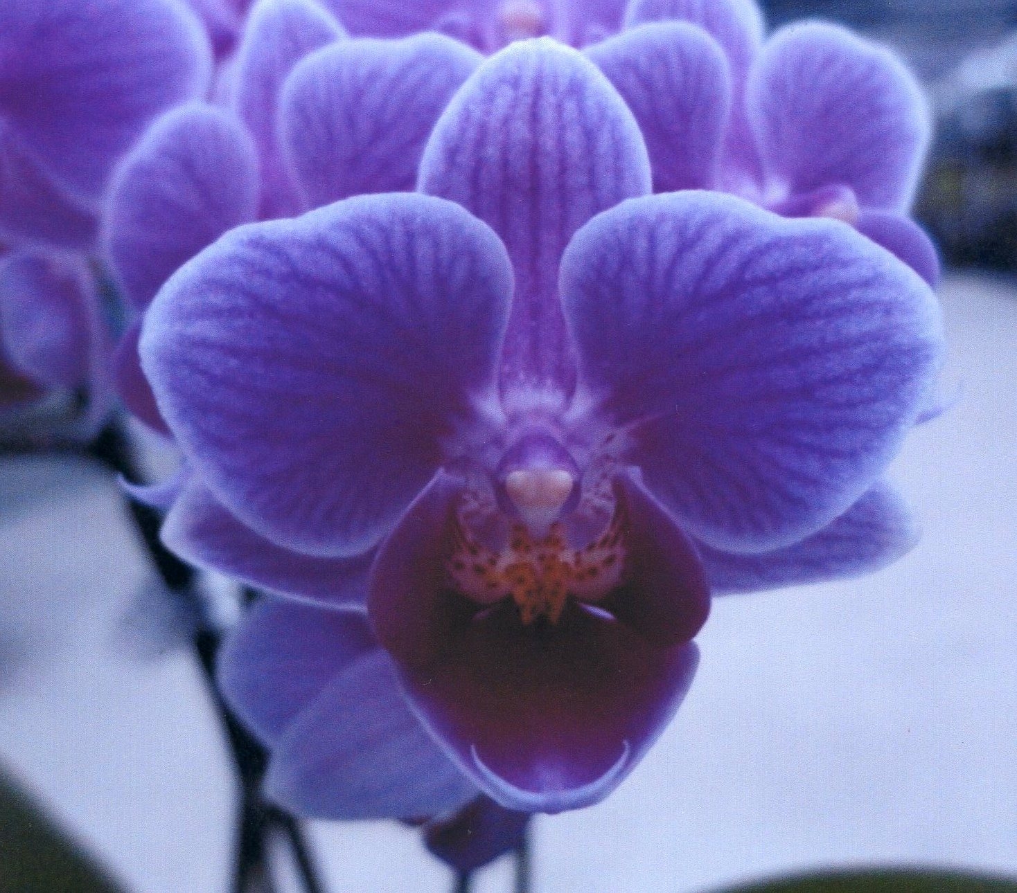 はなりん様 デッキ解説vol.038 赤t緑迦陵頻伽 | トレカの買取・通販ならカード