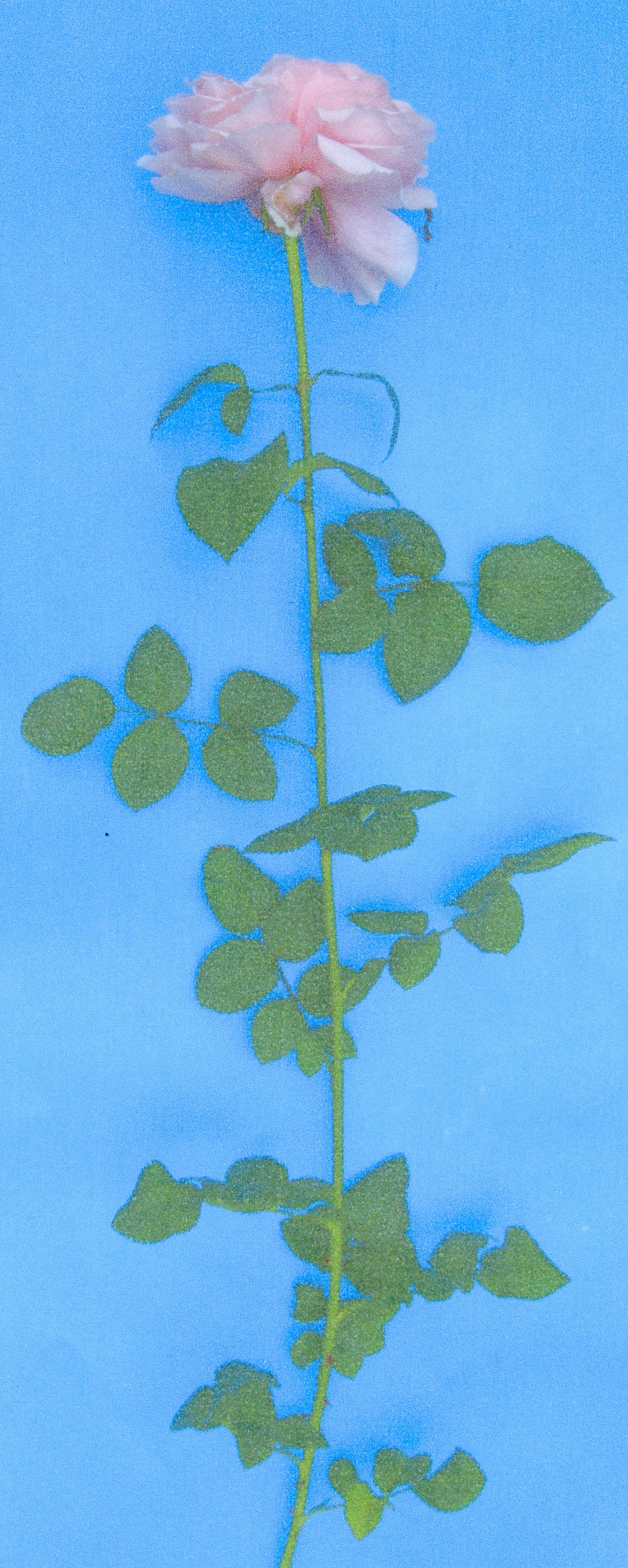 品種登録迅速化総合電子化システム