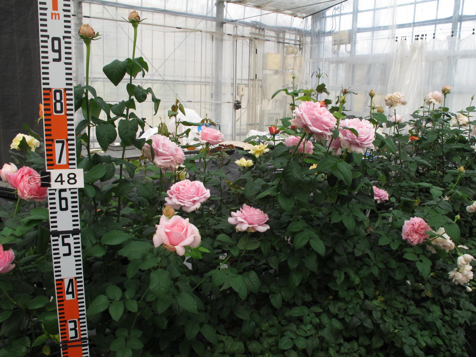 品種登録迅速化総合電子化システム