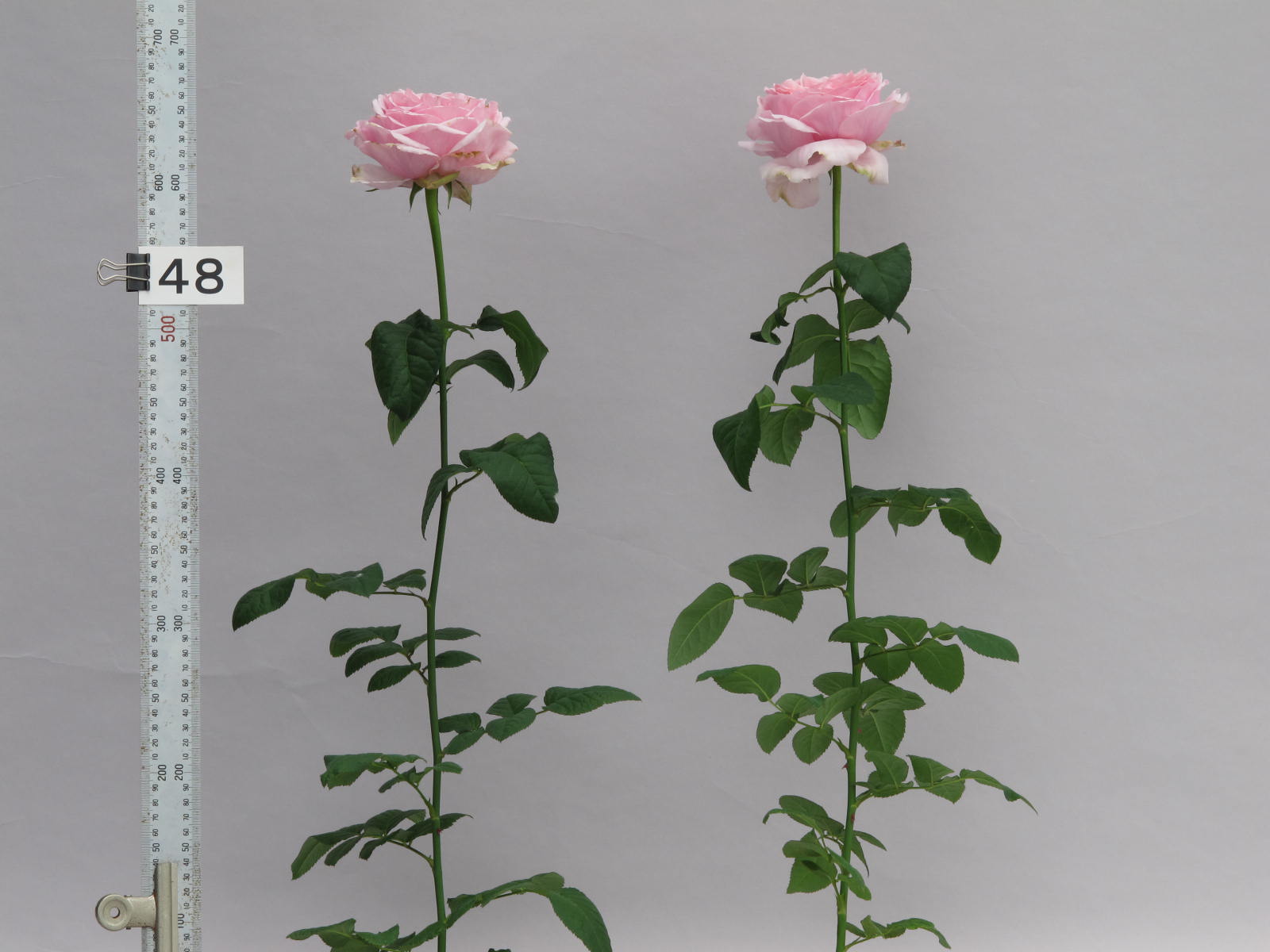 品種登録迅速化総合電子化システム