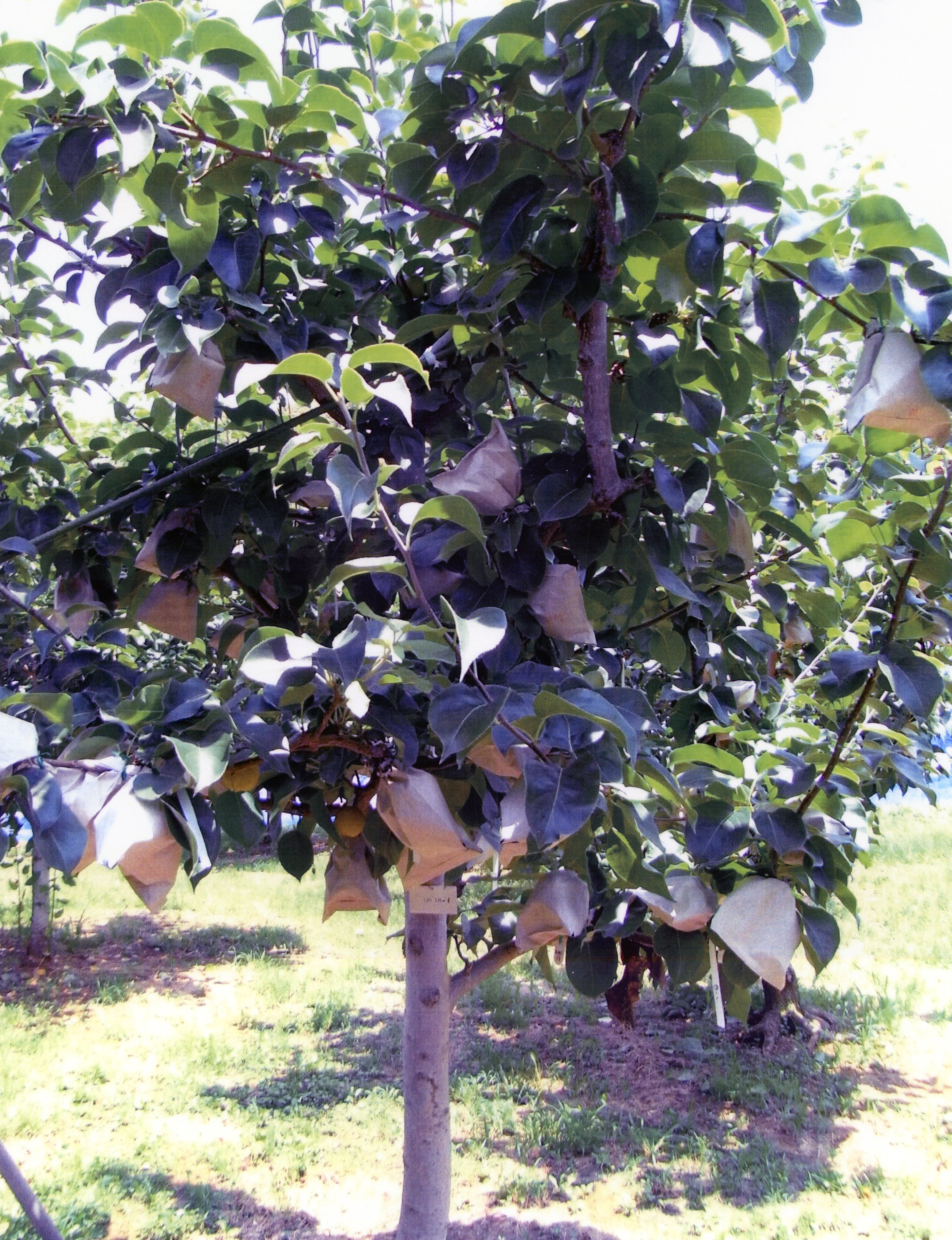 品種登録迅速化総合電子化システム