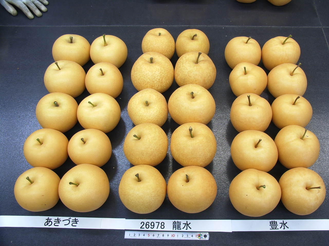 品種登録迅速化総合電子化システム